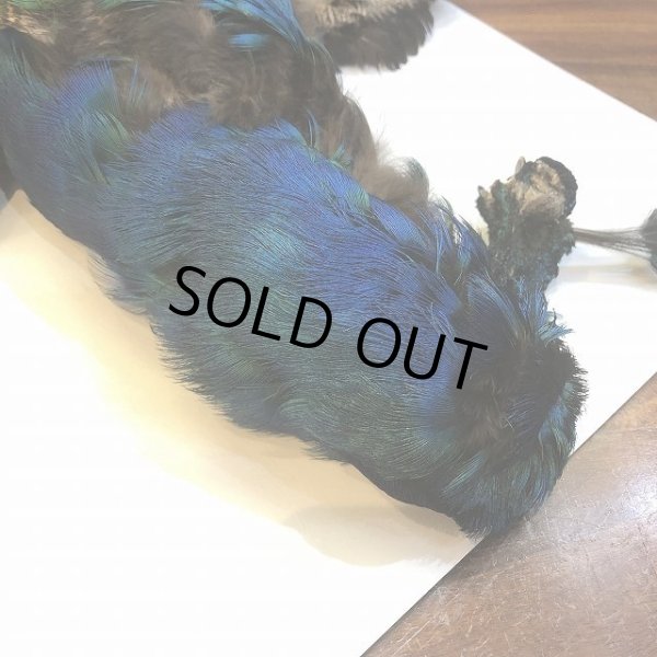 画像2: 【CANAL】 PEACOCK YOUNG COMPLETE (2)