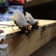 画像1: 【Rainy's】 Ultimate Cicada (1)