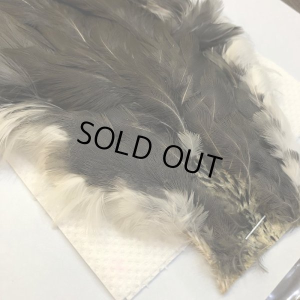 画像2: 【CANAL】 WHITE BRESTED WATERHEN (2)