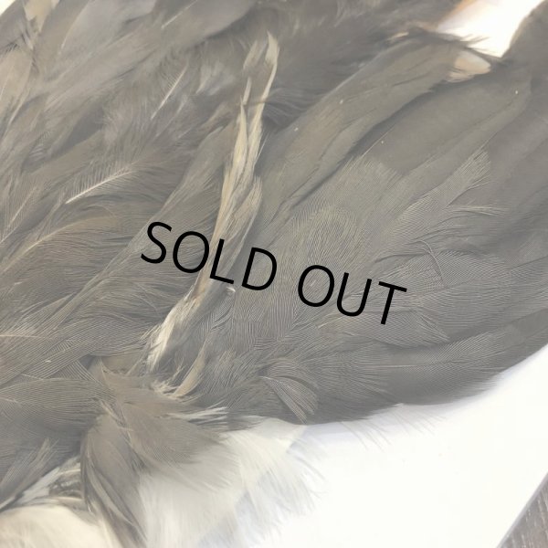 画像3: 【CANAL】 WHITE BRESTED WATERHEN (3)