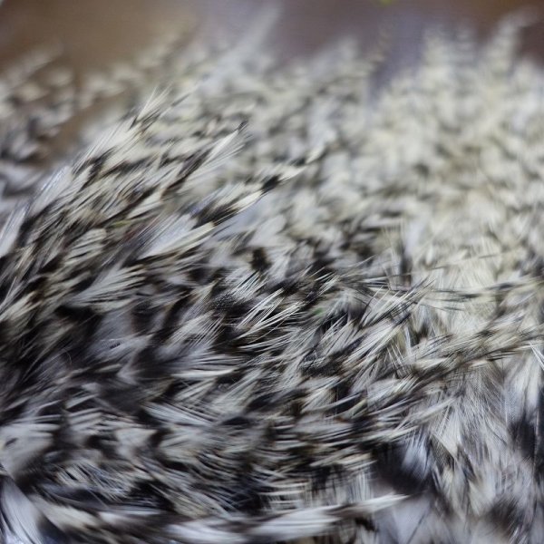 画像3: 【WHITING】American streamer pack (3)