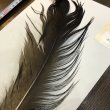 画像2: 【ANGLE】 BlueEared Pheasant tail Lサイズ No.10 (2)
