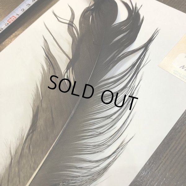 画像2: 【ANGLE】 BlueEared Pheasant tail Lサイズ No.10 (2)