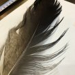 画像2: 【ANGLE】 BlueEared Pheasant tail Lサイズ No.3 (2)