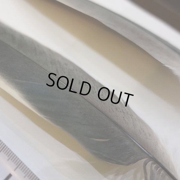 画像4: Marabou Stork ホワイトエッジクイル S(No.2) (4)