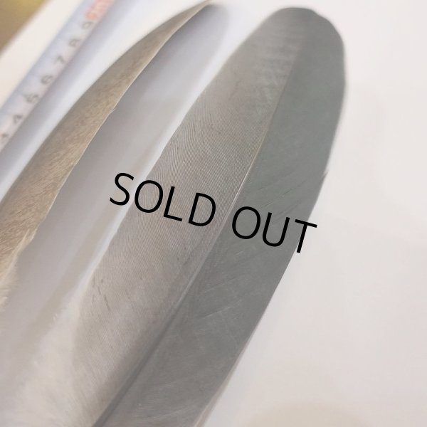 画像2: Marabou Stork ホワイトエッジクイル S(No.1) (2)