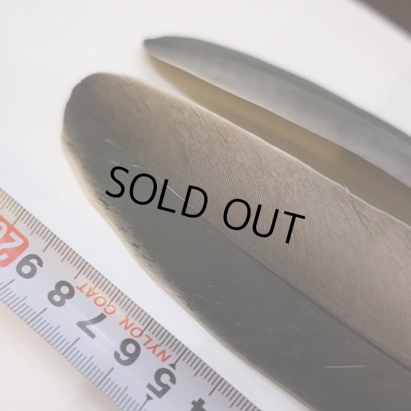 画像3: Marabou Stork ホワイトエッジクイル S(No.1) (3)