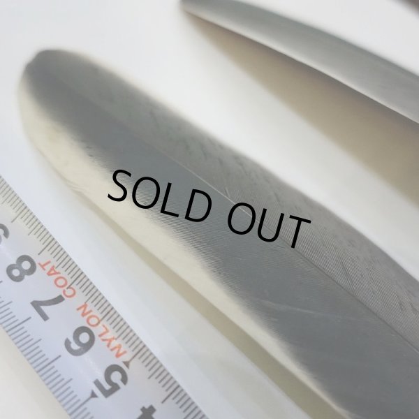 画像3: Marabou Stork ホワイトエッジクイル S(No.2) (3)