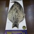 画像2: 【WHITING】American Rooster Cape BLACK LACED WHITE (2)