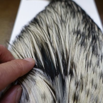 画像3: 【WHITING】American Rooster Cape BLACK LACED WHITE