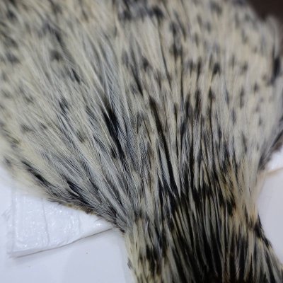 画像1: 【WHITING】American Rooster Cape BLACK LACED WHITE