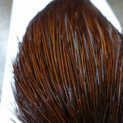 画像2: 【WHITING】 Bronze Grade Cape White Dyed Coachman Brown