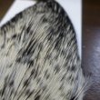 画像3: 【WHITING】American Rooster Cape BLACK LACED WHITE (3)