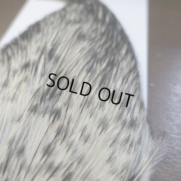 画像3: 【WHITING】American Rooster Cape BLACK LACED WHITE (3)