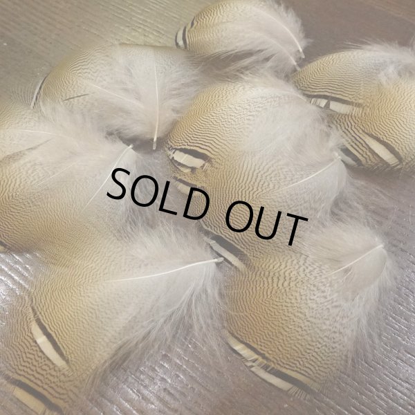 画像2: Wood Duck バルクパック (2)