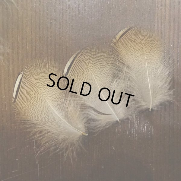 画像3: Wood Duck バルクパック (3)