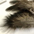 画像2: 【CANAL】 Peacock Marabou (2)