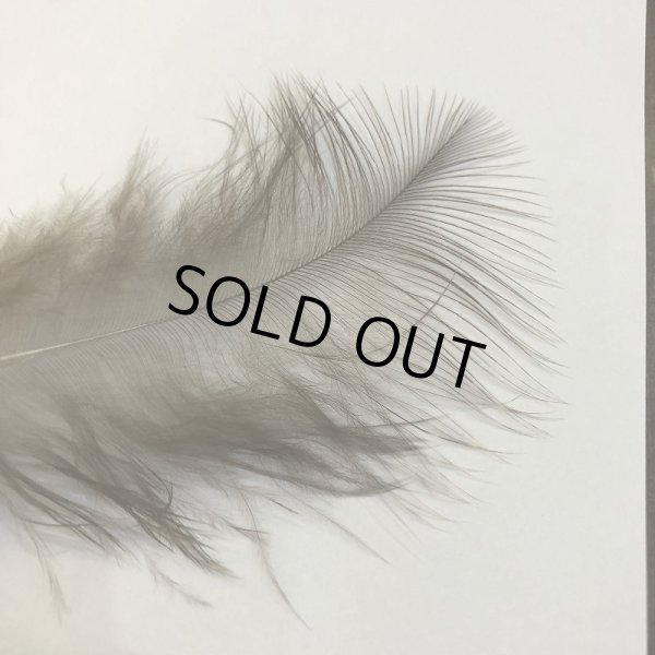 画像3: 【CANAL】 Peahen Marabou (3)