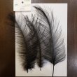 画像1: 【CANAL】Rhea Feather - Black (1)