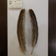 画像2: 【CANAL】 Turkey Quill Grey Speckled No.2(2) (2)