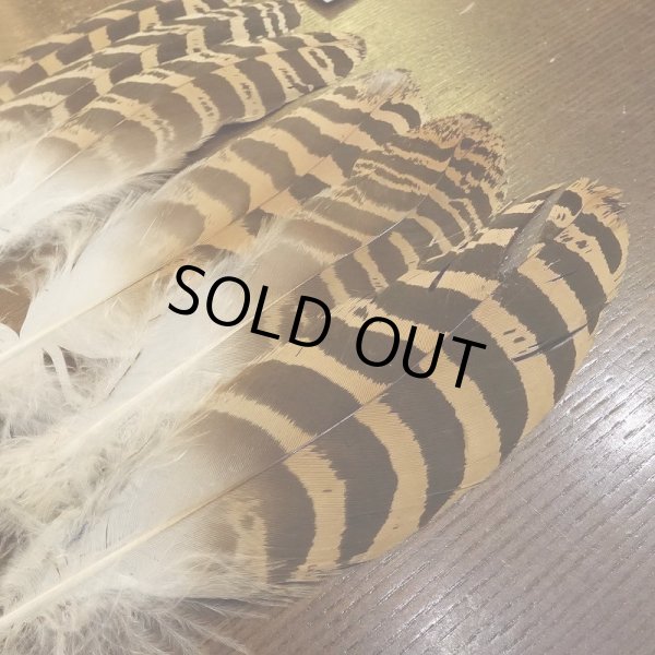 画像3: 【CANAL】 Florican Bustard 3ペア (3)