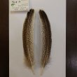 画像3: 【CANAL】 Turkey Quill Grey Speckled No.2(2) (3)