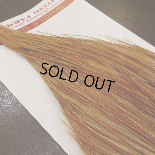 画像5: 【Whiting】Bronze Grade Cape Honey Dun (5)