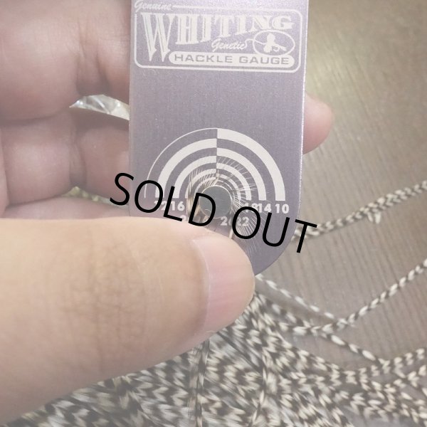 画像6: 【WHITING】 ROOSTER SADDLE SilverGrade Grizzly #14 (6)