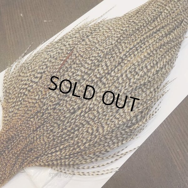 画像4: 【WHITING】Silver Grade Cape Unique Variant (4)