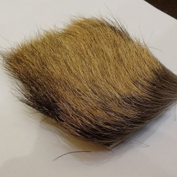 画像2: 【SWISSCDC】カモッシオ（シャモアヘア）- オットゥーノ(秋毛)　 (2)