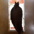 画像1: 【WHITING】Hen Cape - Grizzly/Coachman Brown No.1 (1)