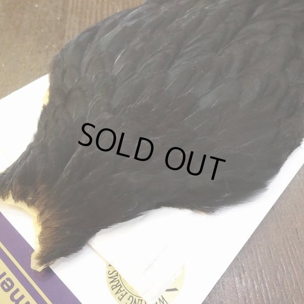 画像3: 【WHITING】American Hen Cape - BLACK (3)