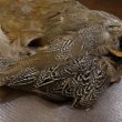 画像4: 【CANAL】SPECKLED PHEASANT BODY (4)