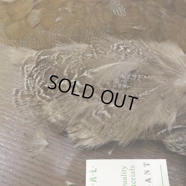 画像6: 【CANAL】SPECKLED PHEASANT BODY (6)