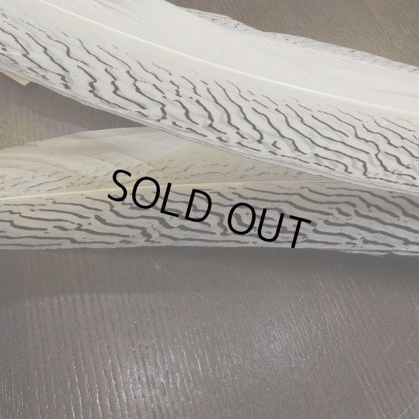 画像4: 【CANAL】Silver Pheasant コンプリートテール (4)