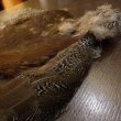 画像3: 【CANAL】HEN SPECKLED PHEASANT BODY (3)