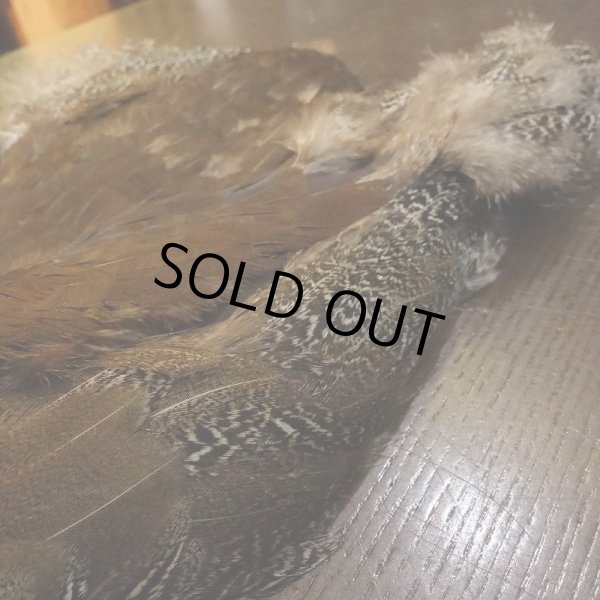 画像3: 【CANAL】HEN SPECKLED PHEASANT BODY (3)