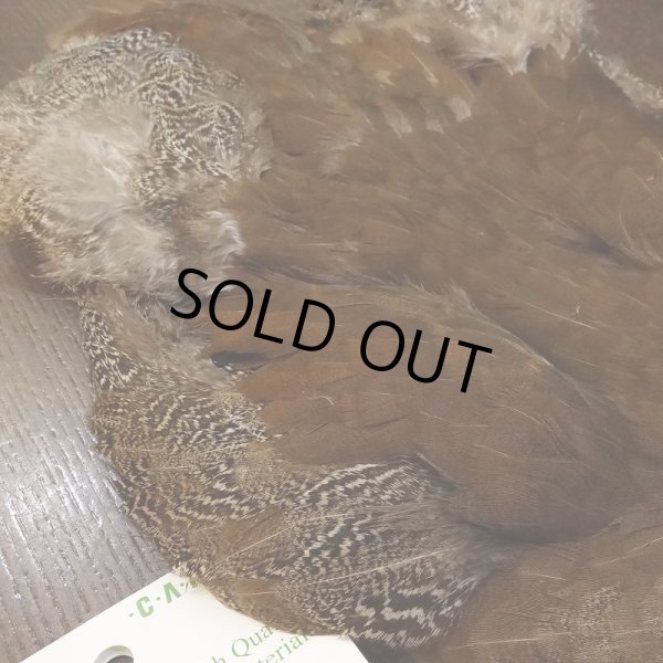 画像4: 【CANAL】HEN SPECKLED PHEASANT BODY (4)