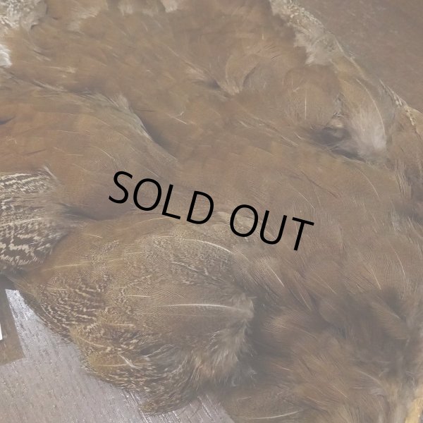 画像5: 【CANAL】HEN SPECKLED PHEASANT BODY (5)