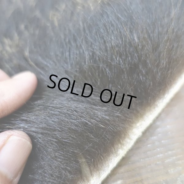 画像3: 【D】ヒグマ（北海道産） (3)