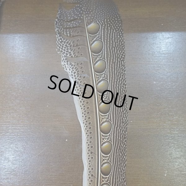 画像4: 【D】アーガスフェザント　ウイングクイルペア　Ｌサイズ (4)