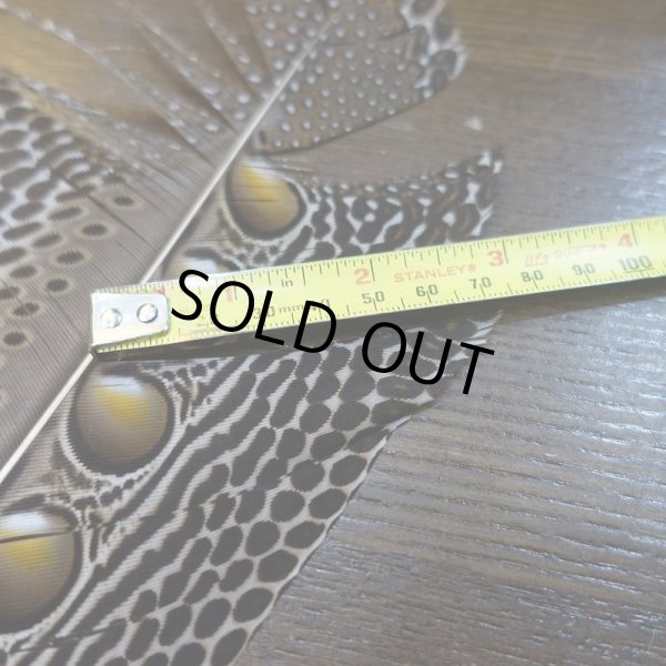 画像3: 【D】アーガスフェザント ウイングクイルペア Mサイズ (3)