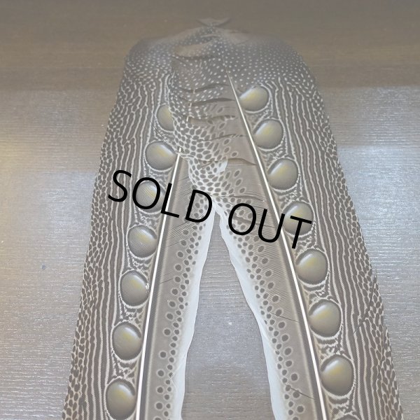 画像2: 【D】アーガスフェザント　ウイングクイルペア　Ｌサイズ (2)