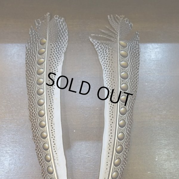 画像2: 【D】アーガスフェザント ウイングクイルペア Mサイズ (2)