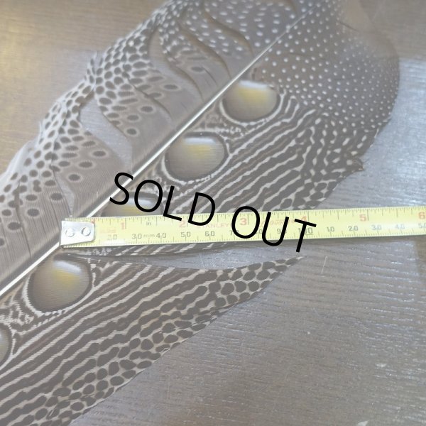 画像3: 【D】アーガスフェザント　ウイングクイルペア　Ｌサイズ (3)