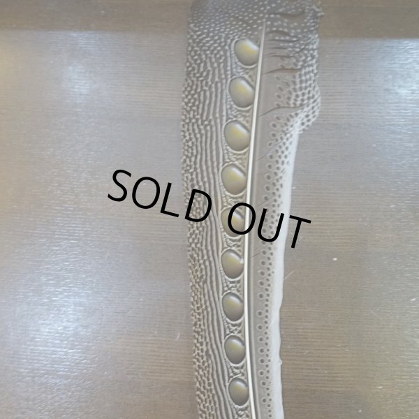 画像5: 【D】アーガスフェザント　ウイングクイルペア　Ｌサイズ (5)