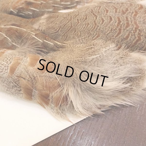 画像5: 【ANGLE】Partridge Complete Skin EXT #1(ウィング無) (5)