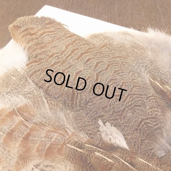 画像4: 【ANGLE】Partridge Complete Skin EXT #1(ウィング無) (4)