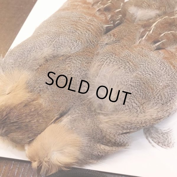 画像2: 【ANGLE】Partridge Complete Skin EXT #1(ウィング無) (2)