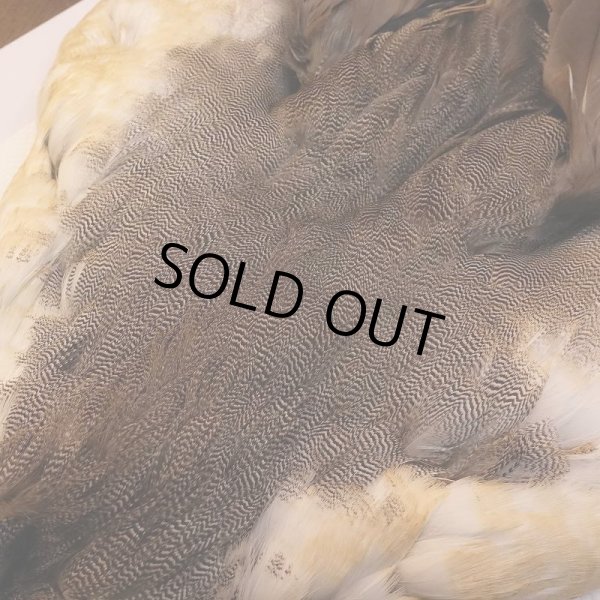 画像4: 【CANAL】ピンテール・コンプリート No.1 (4)